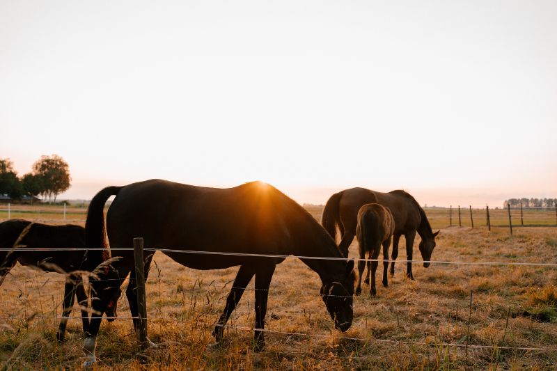 Part Walking Horse Registry